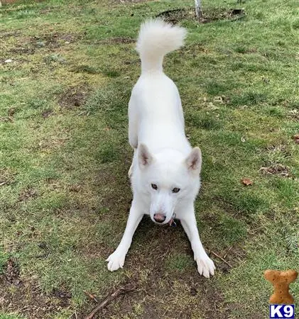 Siberian Husky stud dog